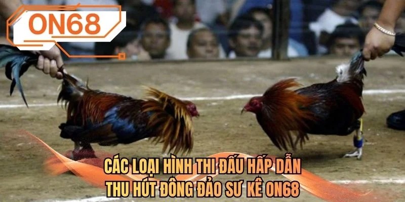 Các loại hình thi đấu hấp dẫn thu hút đông đảo sư kê ON68