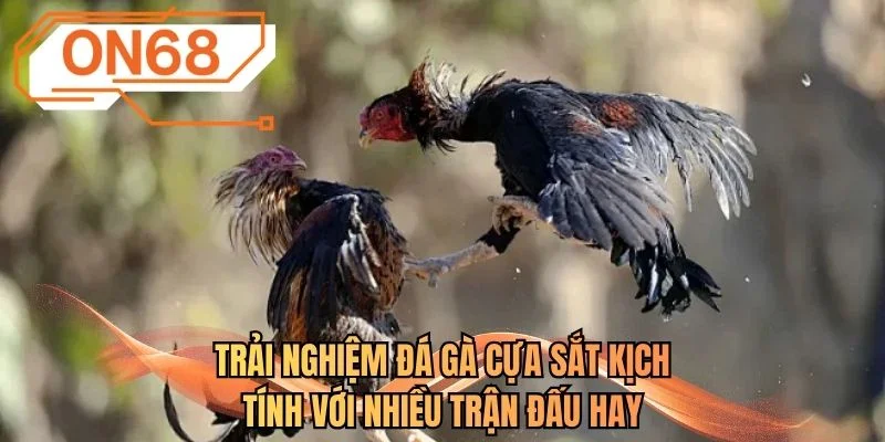 Trải nghiệm đá gà cựa sắt kịch tính với nhiều trận đấu hay