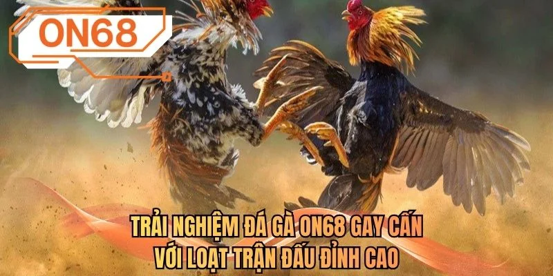 Trải nghiệm đá gà ON68 gay cấn với loạt trận đấu đỉnh cao